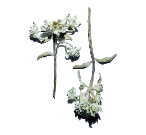 Edelweiß-Biologischer Edelweiß-Extrakt-Leontopodium alpinum extract