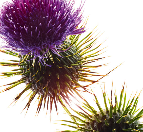 Mariendistel-Biologisches Mariendistelöl-Silybum marianum seed oil