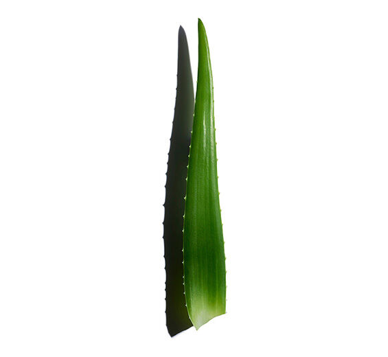 Aloe vera-Aloe vera-Extrakt-Aloe barbadensis leaf juice,aloe barbadensis leaf juice powder