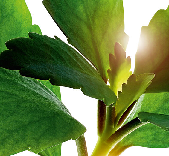 Goethe-Pflanze-Biologischer Extrakt der Goethe-Pflanze-Kalanchoe pinnata leaf extract