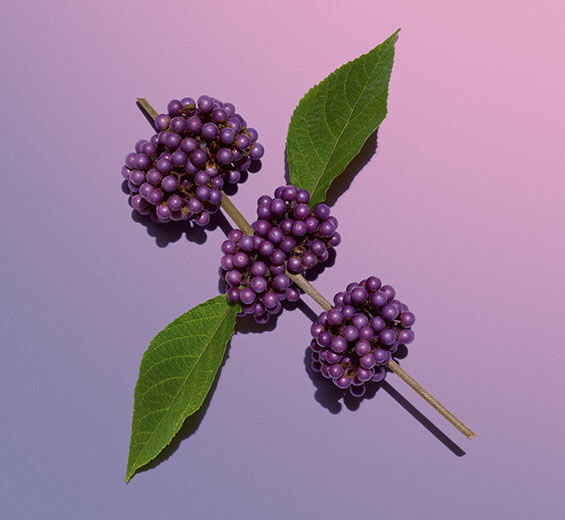 Callicarpa-Callicarpa-Extrakt-Callicarpa japonica fruit extract