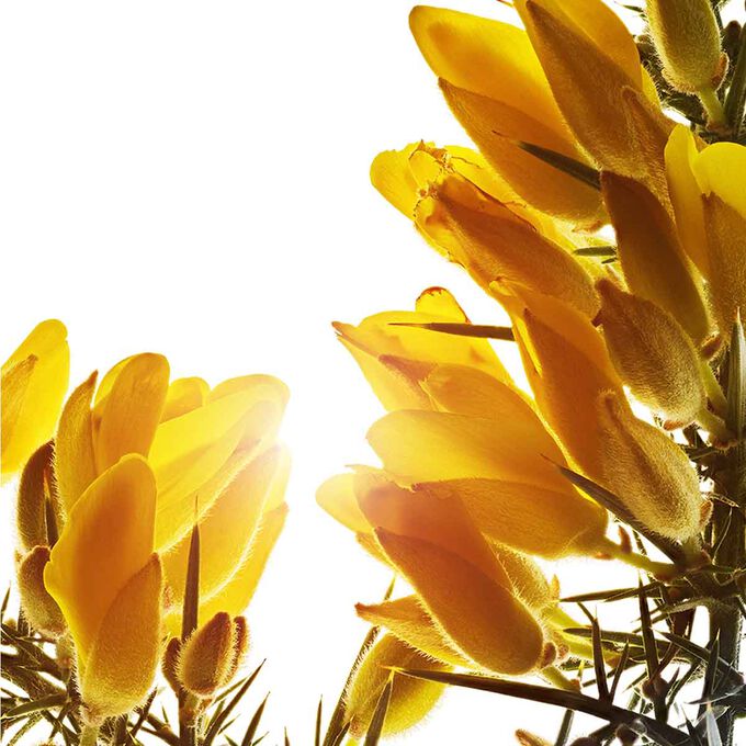 Gelbe Bl&uuml;ten mit Textinfo zu 94% Inhaltsstoffen nat&uuml;rlichen Ursprungs, 7 Bio-Pflanzen, die in der Multi-Intensive Tagescreme