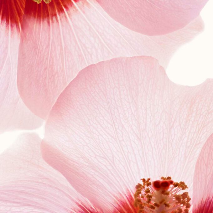 Zwei Hibiskusbl&uuml;ten, mit Textinfo, dass 97 % der Inhaltsstoffe des K&ouml;rperserums nat&uuml;rlichen Ursprungs sind.