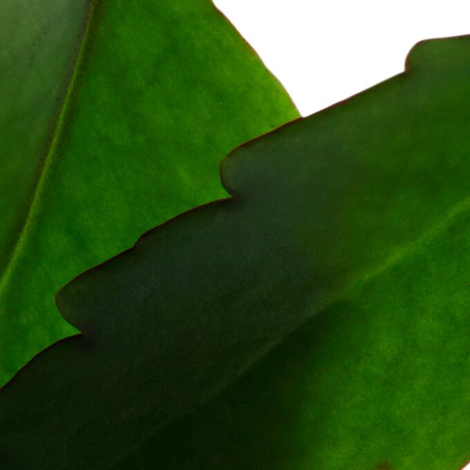 Fresh Scrub - Erfrischendes Creme-Peeling für das Gesicht