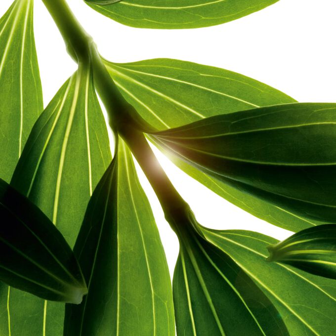 Bain aux Plantes "Tonic" - Pflanzenbad "Tonic"