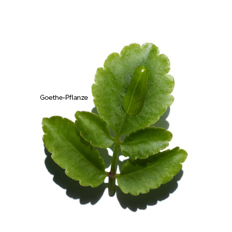 Goethe-Pflanze