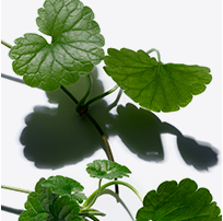 Centella asiatica