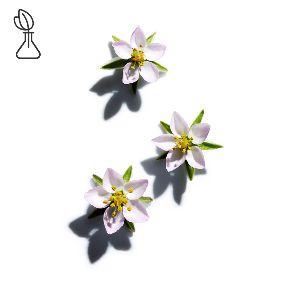 Schuppenmiere-Schuppenmiere-Extrakt-Spergularia rubra extract