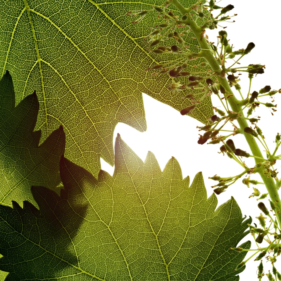 Weinrebe-Bl&uuml;tenzellen-Extrakt der Weinrebe-Vitis vinifera (grape) flower cell extract