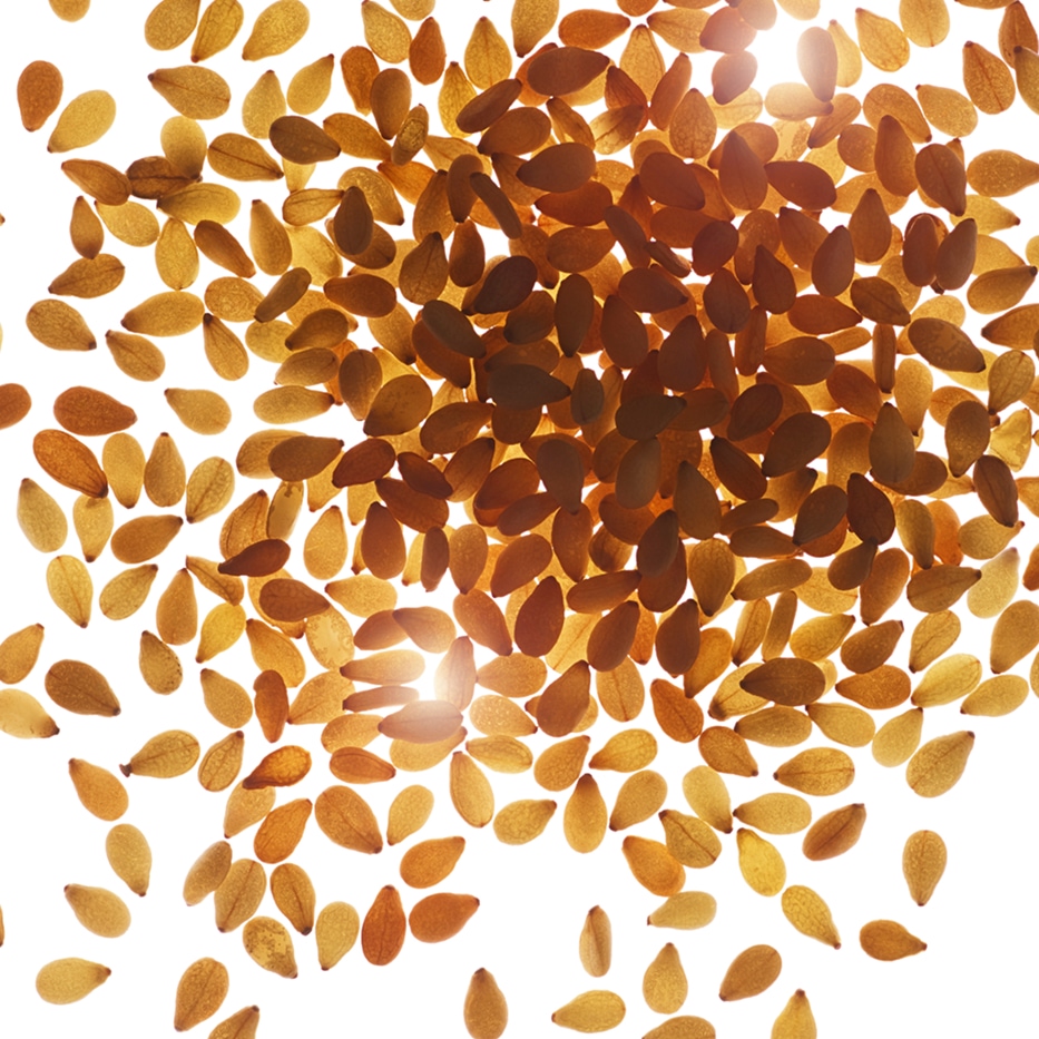 Sesamstrauch-Biologisches Sesam&ouml;l-Sesamum indicum (sesame) seed oil