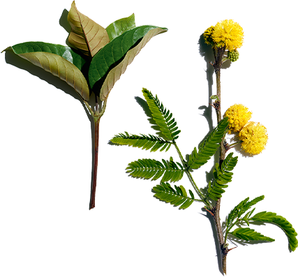 Haronga und Cassia