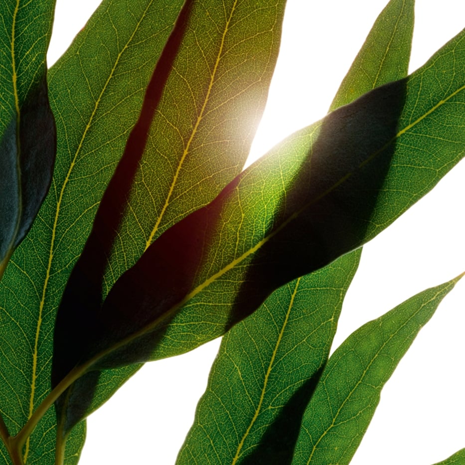 Eukalyptus-Biologisches, &auml;hterisches Eykalyptus&ouml;l-Eucalyptus globulus leaf oil