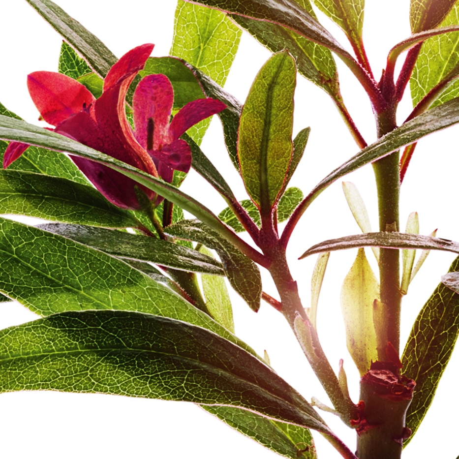 Alpenrose-Alpenrose-Extrakt-Rhododendron ferrugineum extract