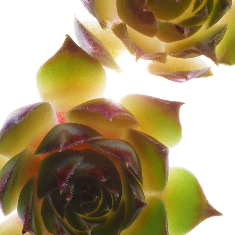 Hauswurz-Biologischer Hauswurz-Extrakt-Sempervivum tectorum extract