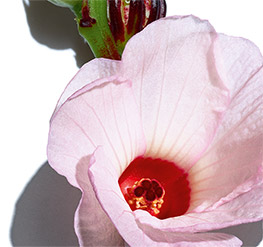 Hibiscus-Blüte