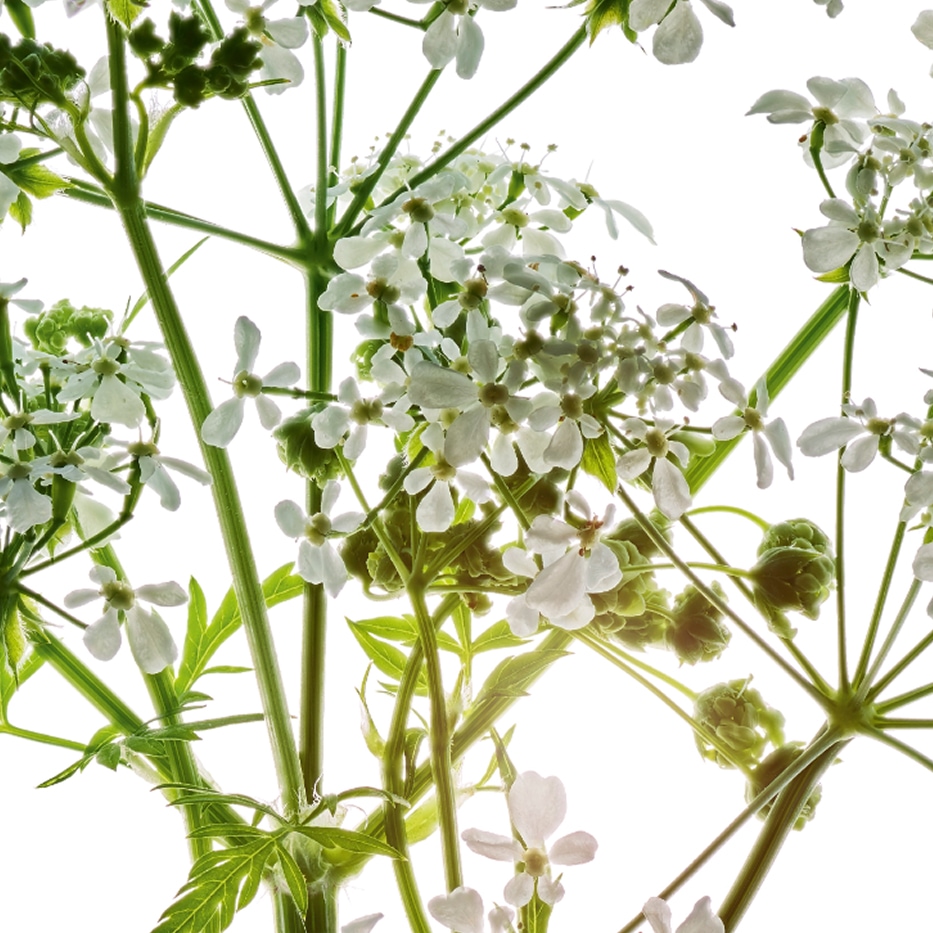 Wiesenkerbel-Biologischer Wiesenkerbel-Extrakt-Anthriscus sylvestris extract