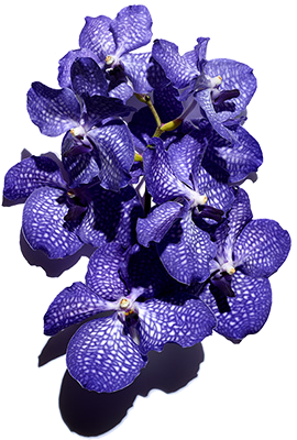 Aktivstoff Blaue Orchidee