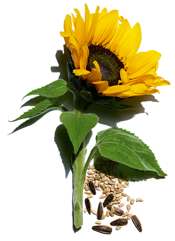 Sonnenblume und Sonnenblumenkerne