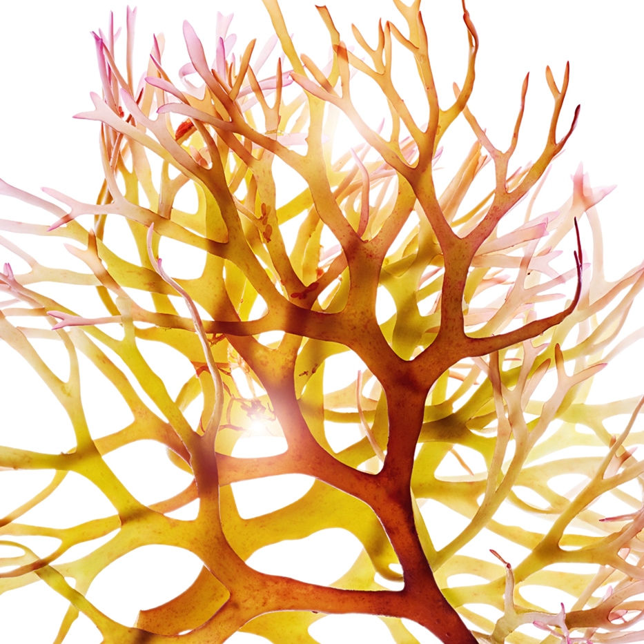 Irisches Moos-Irisches Moos-Extrakt-Chondrus crispus (carrageenan) extract