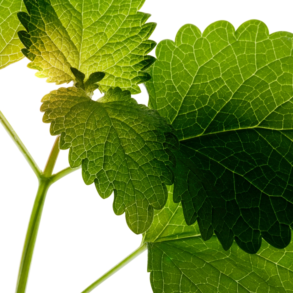 Zitronenmelisse-biologischer Zitronenmelisse-Extrakt-Melissa officinalis leaf extract