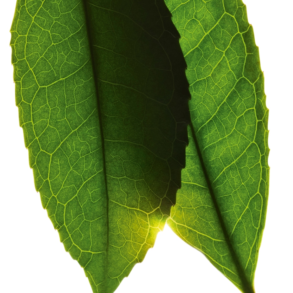Teestrauch-weiβer-Tee-Extrakt-Camellia sinensis leaf extract