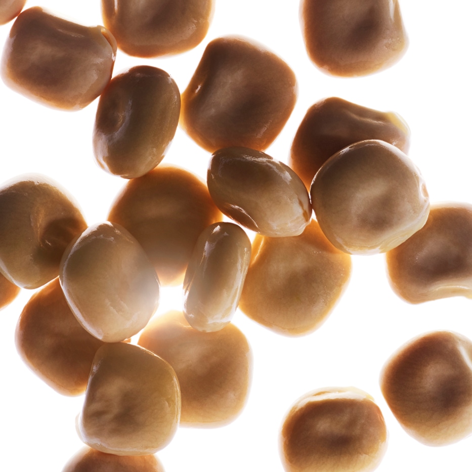 Wei&szlig;e Lupine-Biologischer Extrakt aus Wei&szlig;er Lupine-Hydrolyzed lupine protein