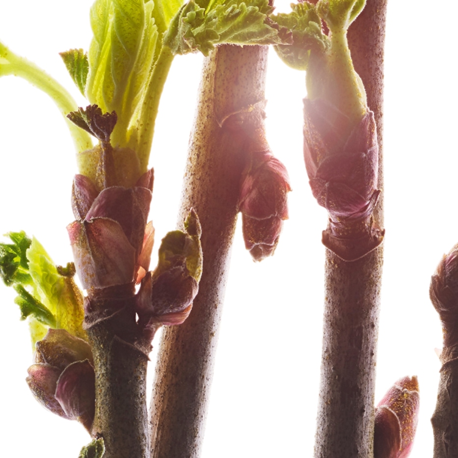 Schwarze Johannisbeere-Biologischer Knospenextrakt der Schwarzen Johannisbeere-Ribes nigrum (black currant) bud extract