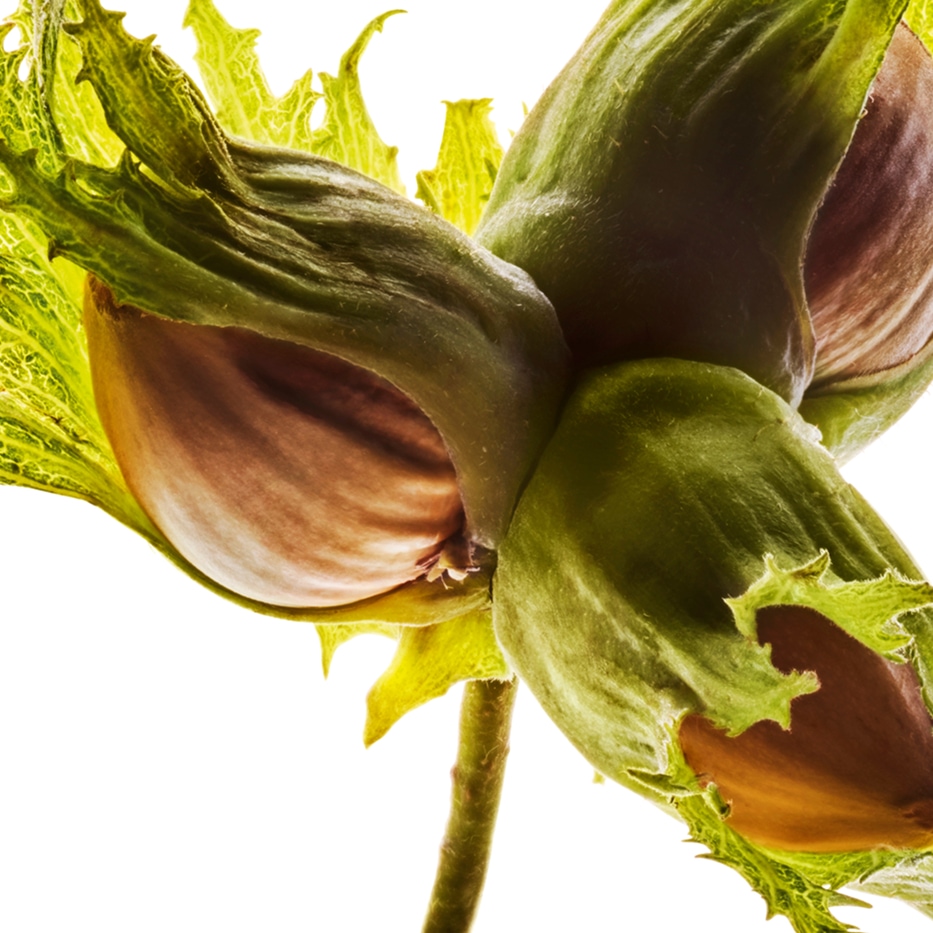 Haselstrauch-Biologisches Haselnussöl-Corylus avellana (hazel) seed oil