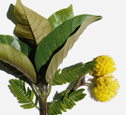 Biologische Haronga und Cassia-Blüte