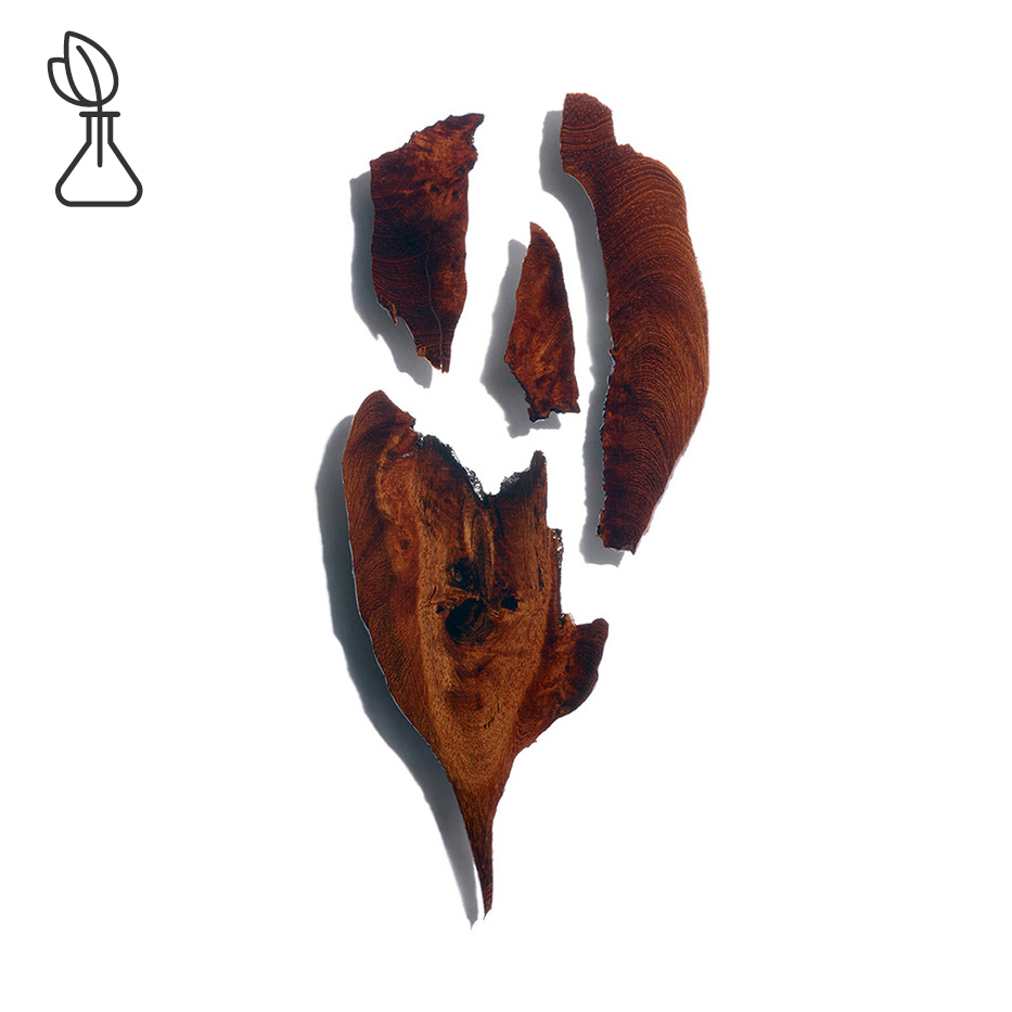 Bocoa-Baum-Bocoa-Extrakt-Bocoa prouacensis extract