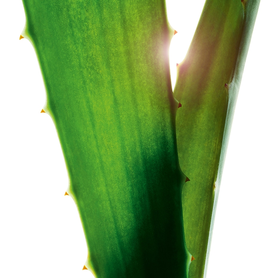 Aloe vera-Aloe vera-Extrakt-Aloe barbadensis leaf juice,aloe barbadensis leaf juice powder