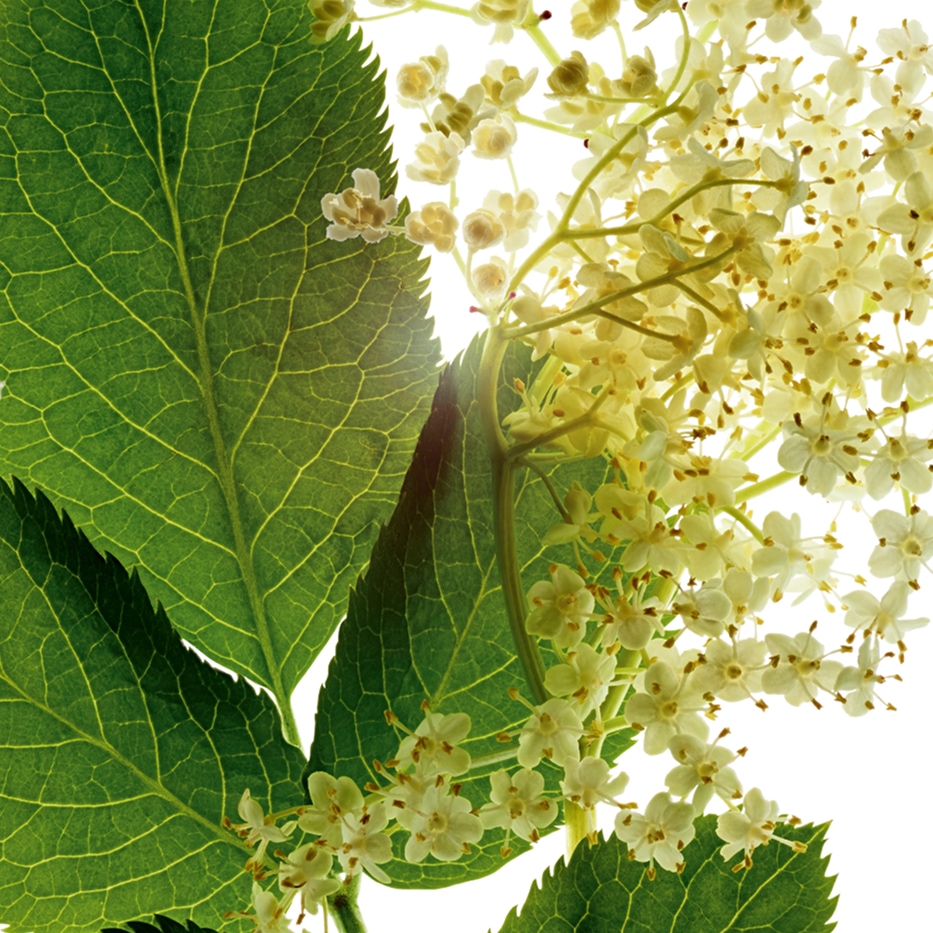 Holunder-Biologischer Holunder-Extrakt-Sambucus nigra flower extract