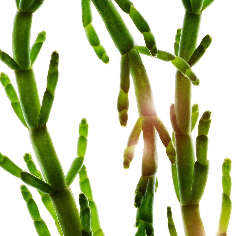 Queller-Biologischer Queller-Extrakt-Salicornia herbacea extract