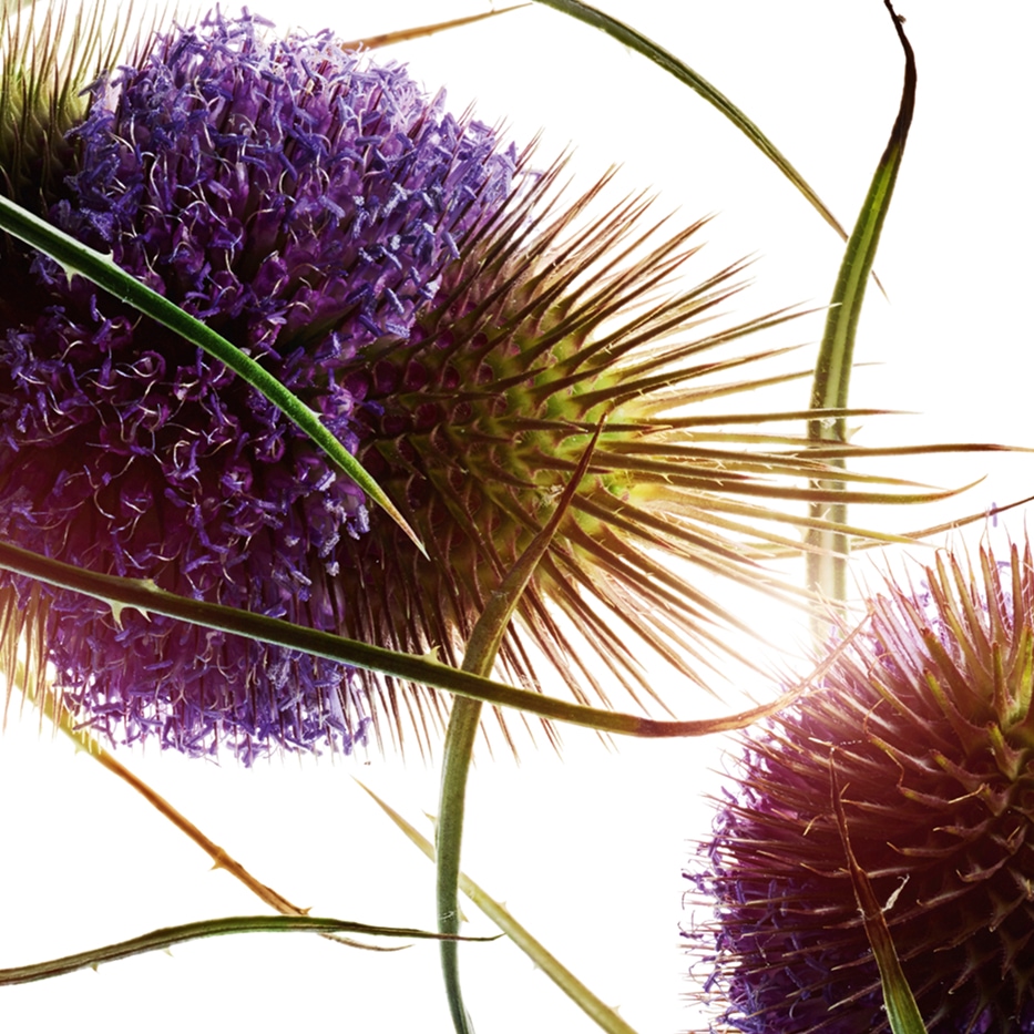 Karde-Karden-Extrakt (Pflanze aus biologischem Anbau)-Dipsacus sylvestris extract
