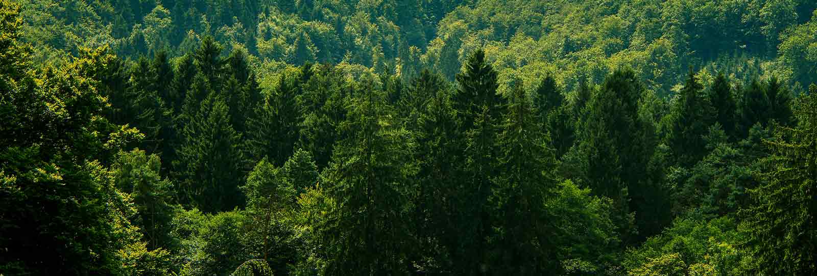 Waldlandschaft