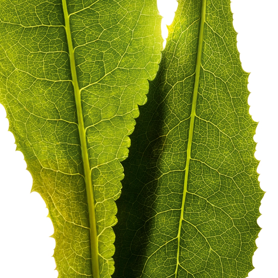 Zichorie-Chicorée-Extrakt-Cichorium intybus (chicory) leaf extract