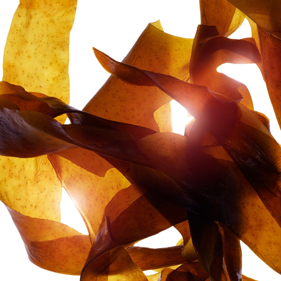 Wakame-Biologischer Wakame-Extrakt-Undaria pinnatifida extract