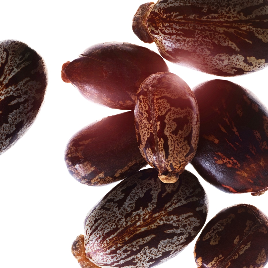 Rizinus-Biologisches Rizinus&ouml;l-Ricinus communis (castor) seed oil