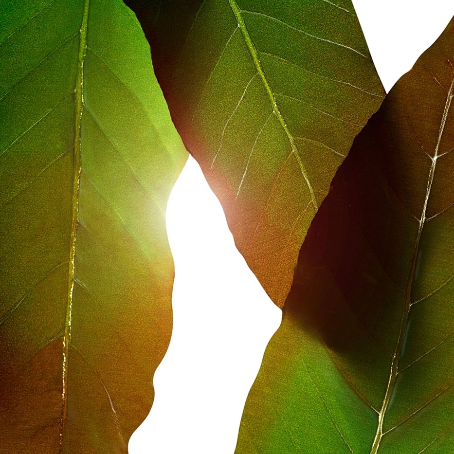 Huang qi-Huang qi-Extrakt-Engelhardtia chrysolepis leaf extract