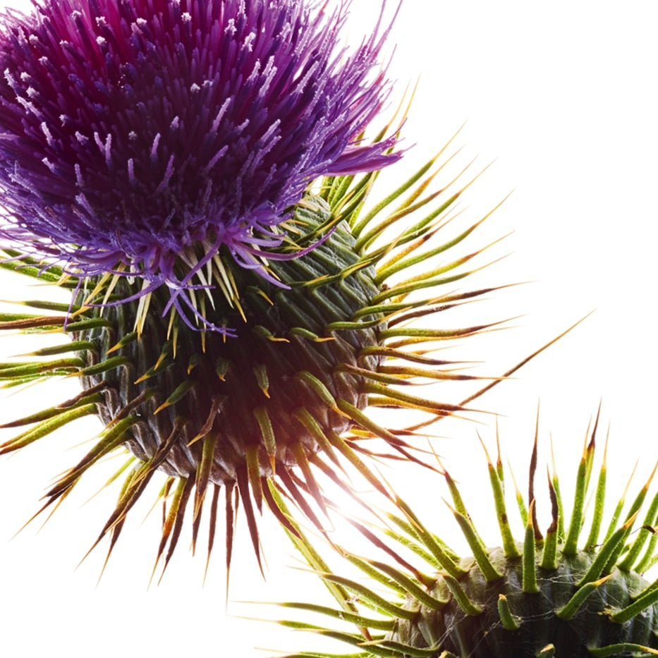 Mariendistel-Biologisches Mariendistel&ouml;l-Silybum marianum seed oil